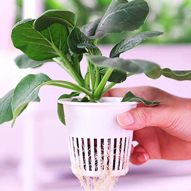 ydroponic Planting System Smar – Diy Automation Bewertung und Preis